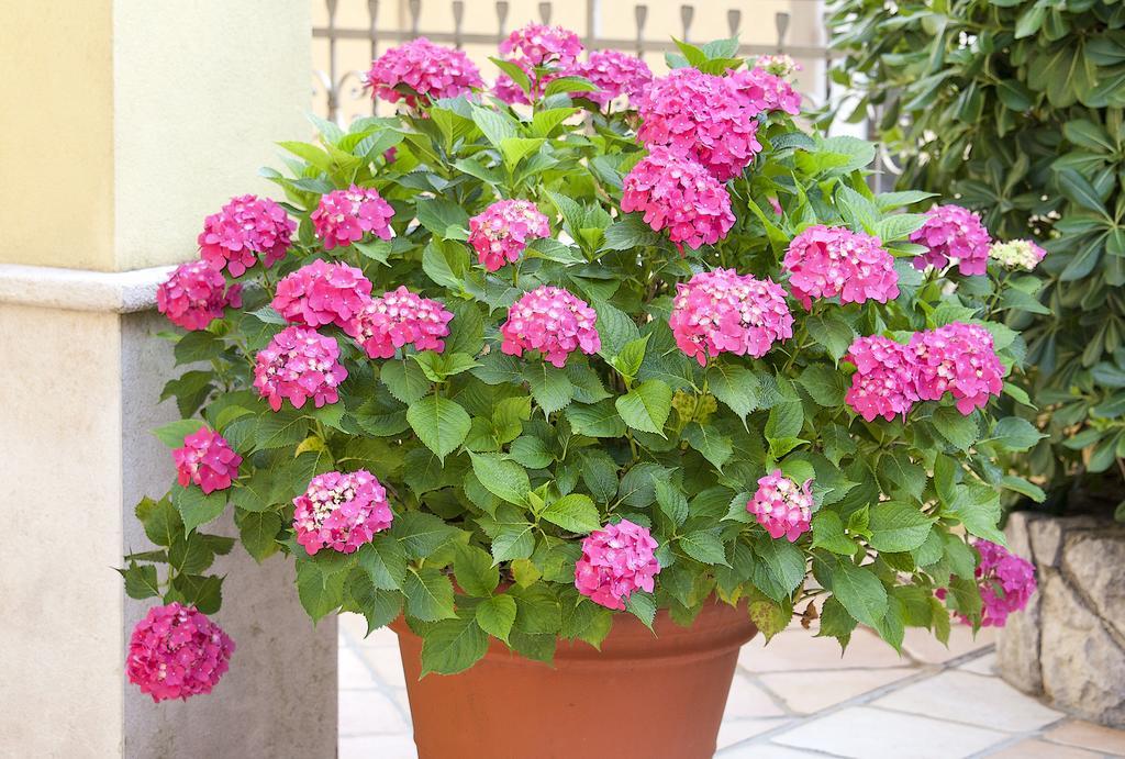 Apartments Hortensia โอปาติยา ภายนอก รูปภาพ